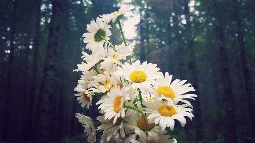 Close-up of white daisy flowers