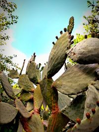 Low angle view of succulent plant against sky