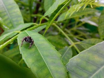 Close-up of insect on leaf