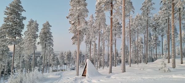 Snow covered land and trees against sky