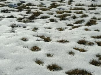 High angle view of snow covered field