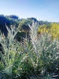 Cactus growing on field against sky