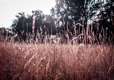 Plants growing on field