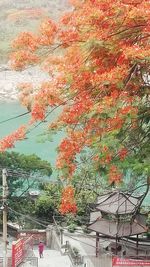 Autumn tree by building against sky