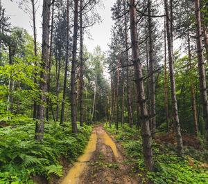 Trail amidst trees in forest