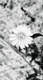 Close-up of flower blooming outdoors