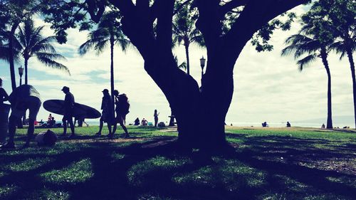 Palm trees in park