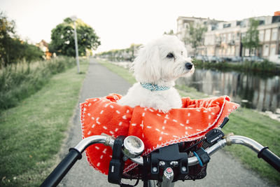 Dog sitting on bicycle