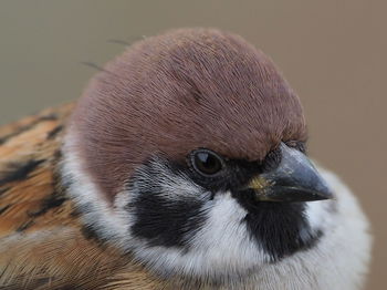 Close-up of a bird looking away