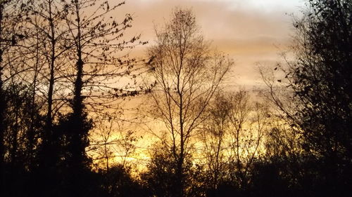 Silhouette of bare tree against sky at sunset