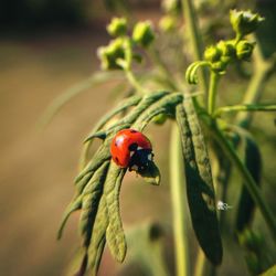 ladybug