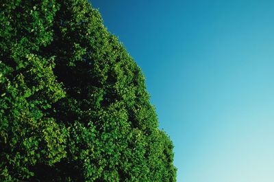 Low angle view of trees against blue sky