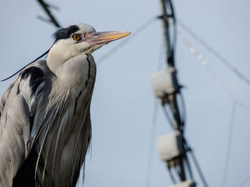 Low angle view of bird perching against sky