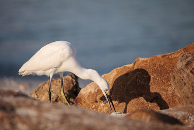 View of a bird on rock