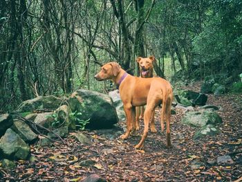 View of 2 dogs in forest