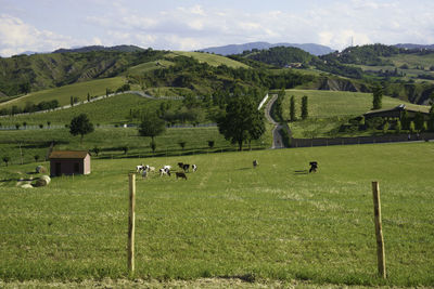 Scenic view of grassy field against sky