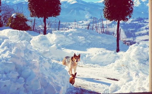 Dog standing on snow covered landscape