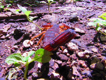 Close-up of insect on rock