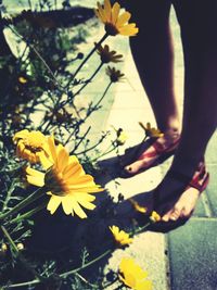 Close-up of yellow flowers