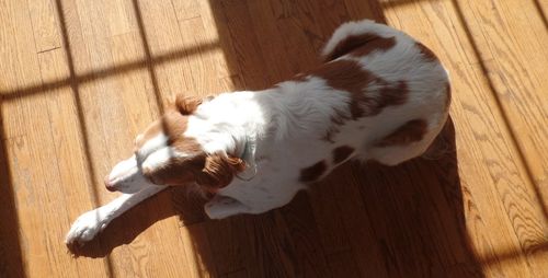 High angle view of dog on hardwood floor