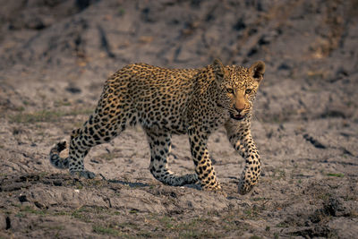 Leopard walking on field