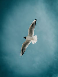 Low angle view of seagull flying