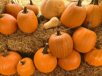 Pumpkins for sale in field