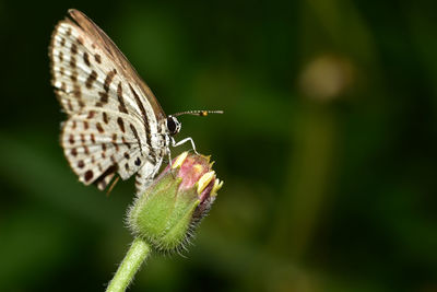 Close-up of butterfly pollinating flower