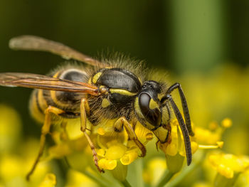 Closeup shot of wasp sitting on wild yellow flower