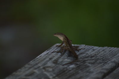 Close-up of lizard on wood