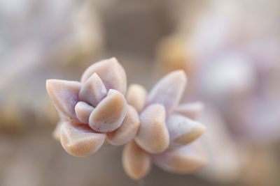 Close-up of mushrooms growing outdoors