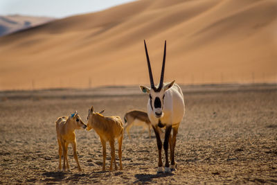 Baby oryxes whit their mouther in the valentine day