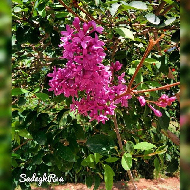 flower, growth, freshness, plant, pink color, leaf, beauty in nature, nature, fragility, green color, text, outdoors, close-up, day, purple, high angle view, blooming, no people, focus on foreground, park - man made space