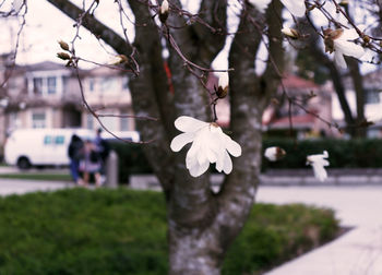 Close-up of white flower in park