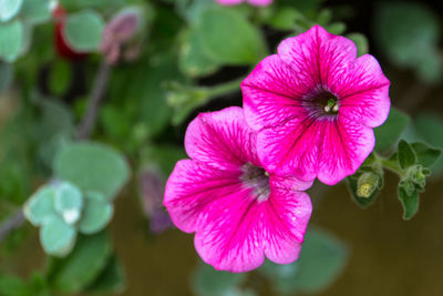 Close-up of pink flowering plant