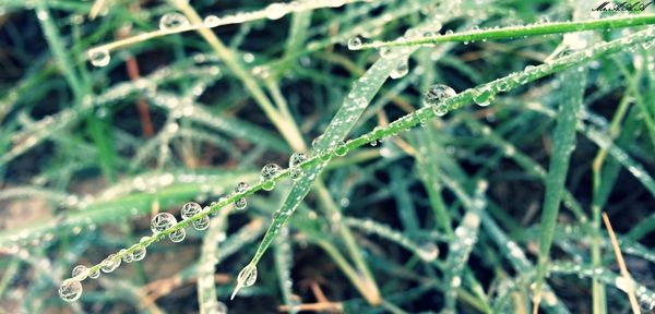 Close-up of raindrops on plant