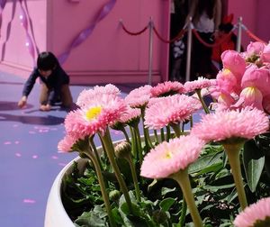 Close-up of pink flowers