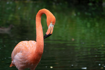 Close-up of a flamingo in lake