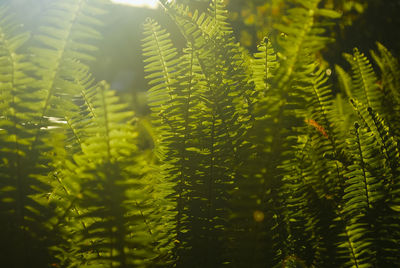 Close-up of fern leaves on tree