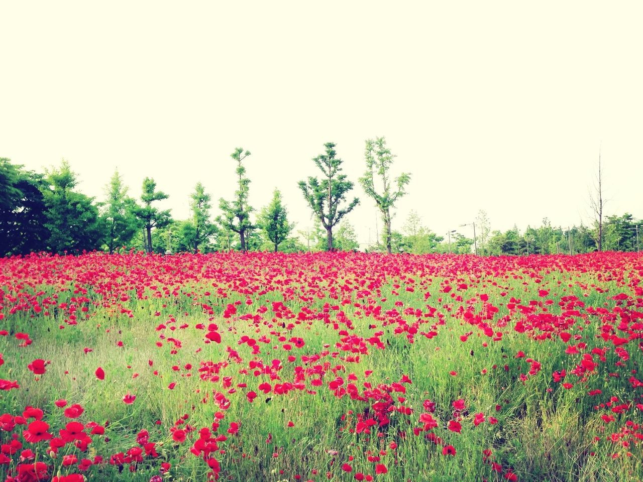 flower, clear sky, growth, freshness, beauty in nature, red, fragility, nature, copy space, plant, blooming, tree, tranquility, tranquil scene, field, petal, in bloom, blossom, day, scenics