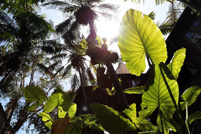 Low angle view of fruits on tree