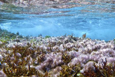 Close-up of coral swimming in sea