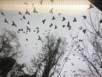 Flock of birds flying against sky