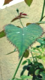 Close-up of leaves in water