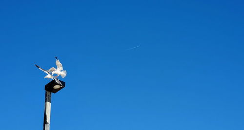 Low angle view of seagull against clear blue sky