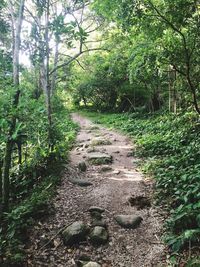 Dirt road amidst trees in forest