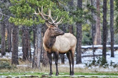 Deer standing in a field