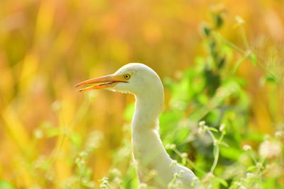 Close-up of a bird