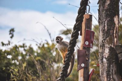 Low angle view of monkey on tree trunk