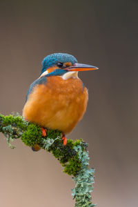 Close-up of kingfisher perching on twig